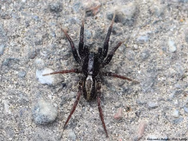 Alopecosa taeniata