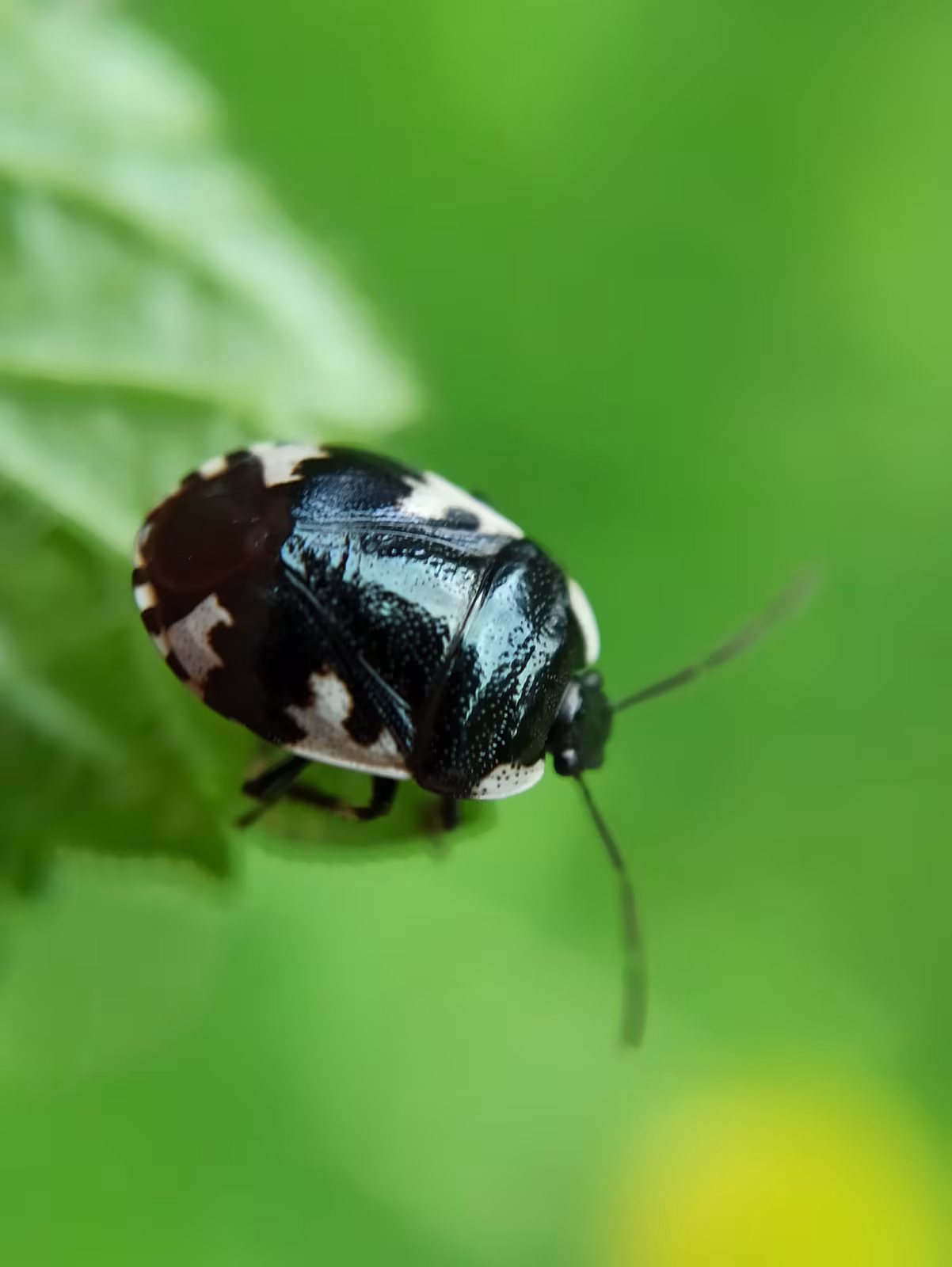 Tritomegas rotundipennis