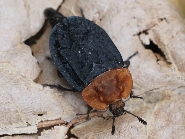 Oiceoptoma thoracicum