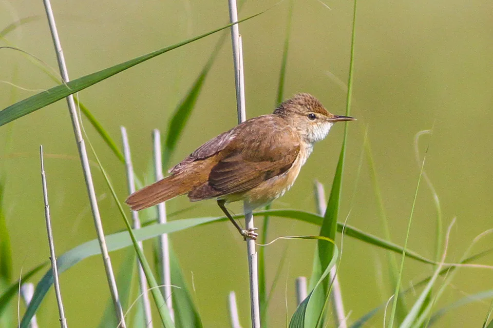 Common Reed Warbler