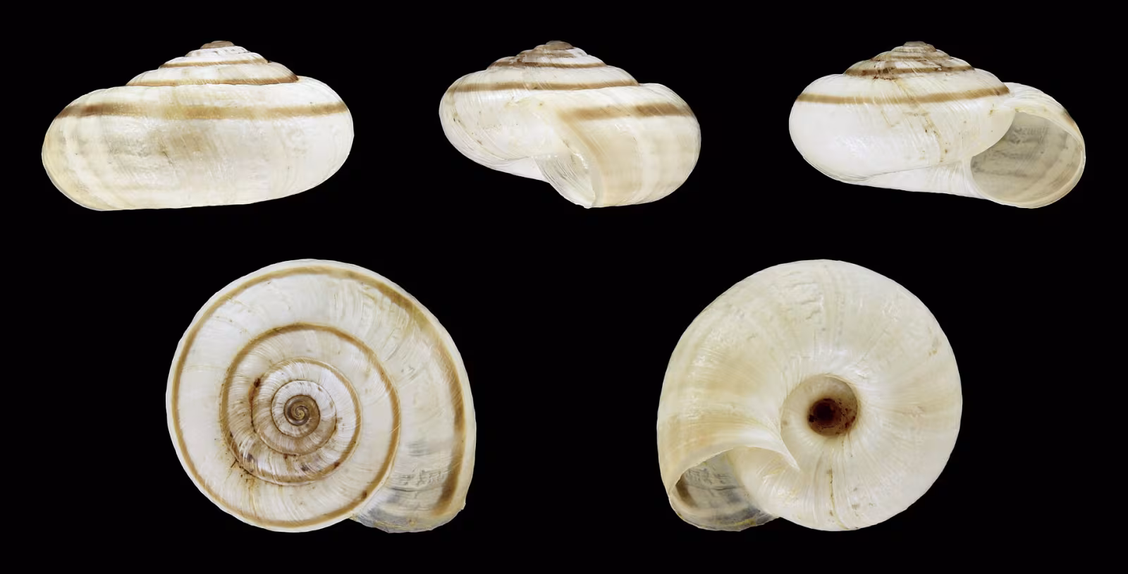 Helicella itala