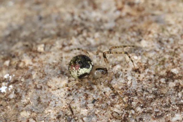 Platnickina tincta