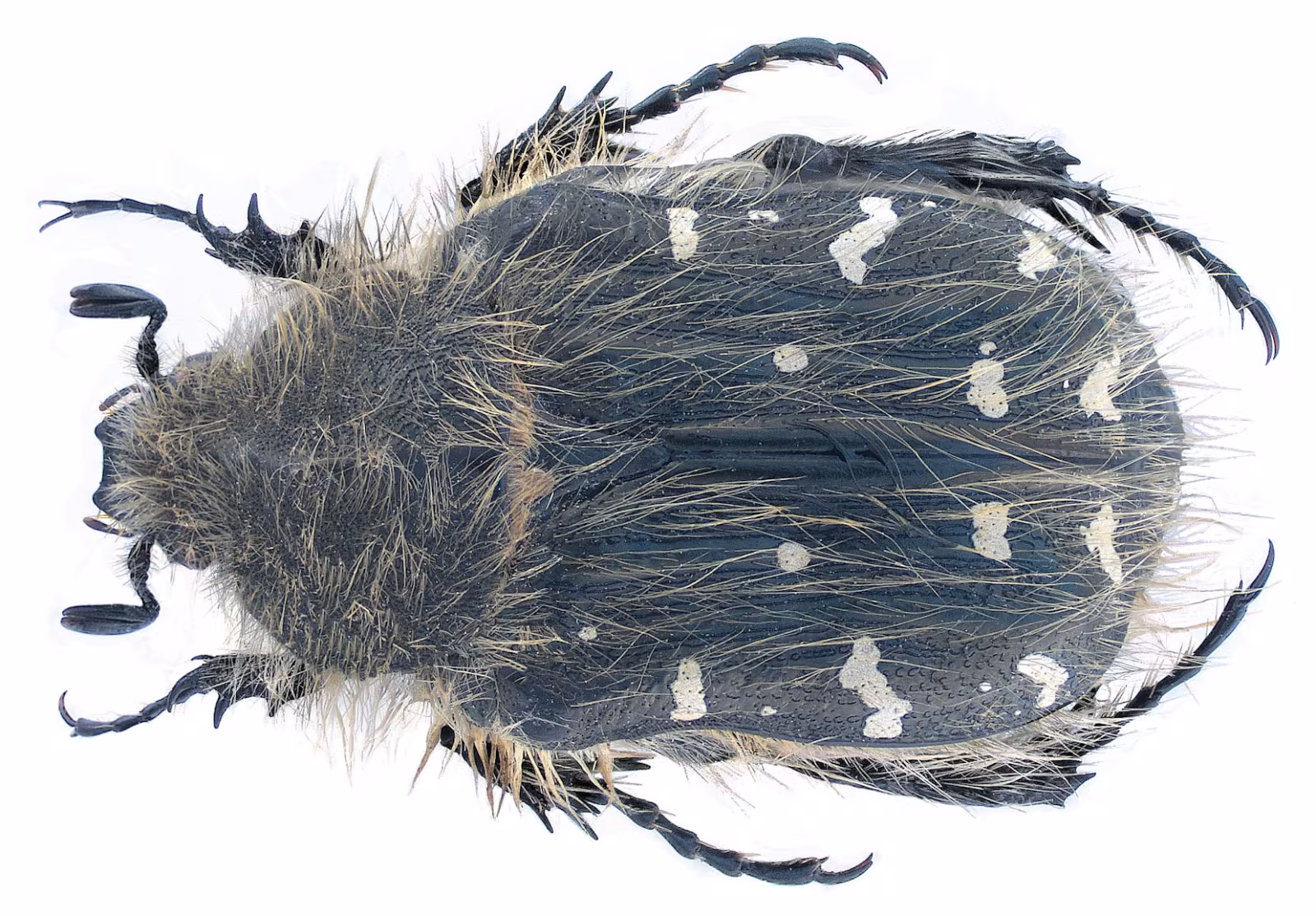 Cetonia pelosa