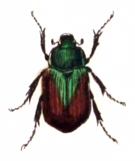 Vine Chafer