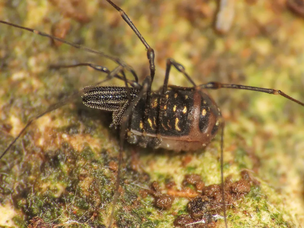 Mitostoma valdemonense