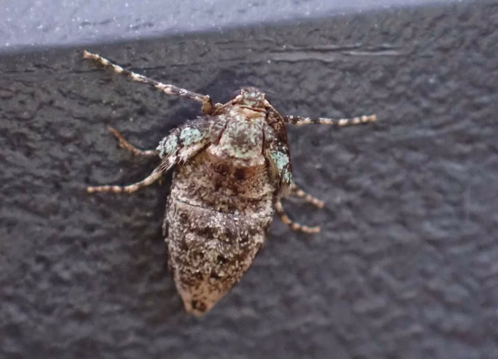 Winter Moth