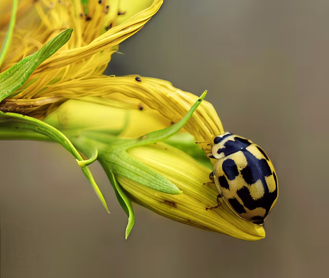 Propylea quatuordecimpunctata