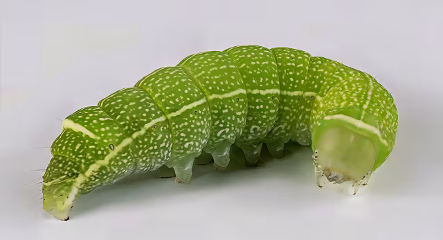Orthosia (Monima) cerasi