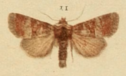 Mesoligia literosa