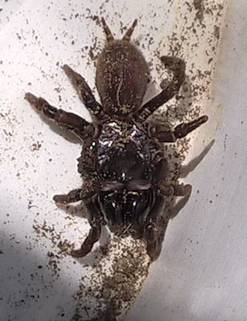 Atypus muralis