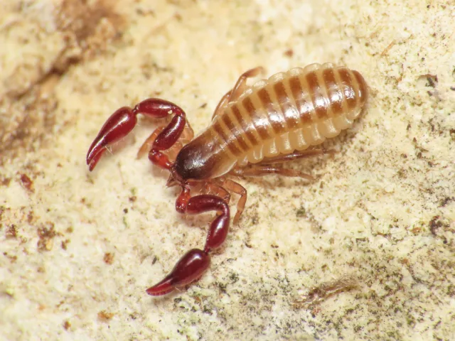 Atemnus politus