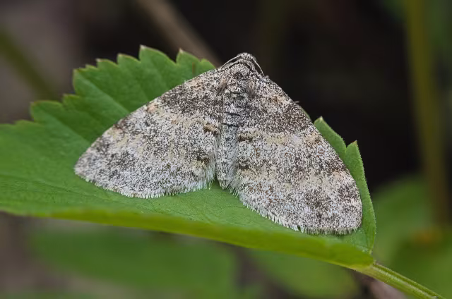 Lobophora halterata