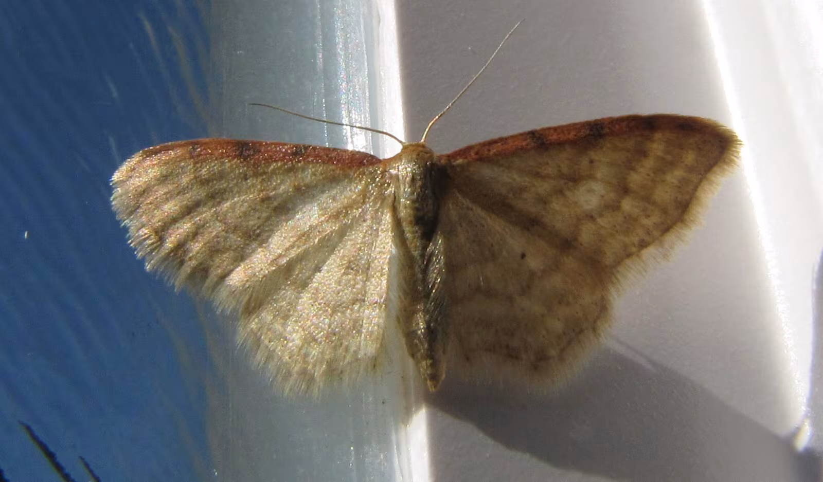 Idaea humiliata