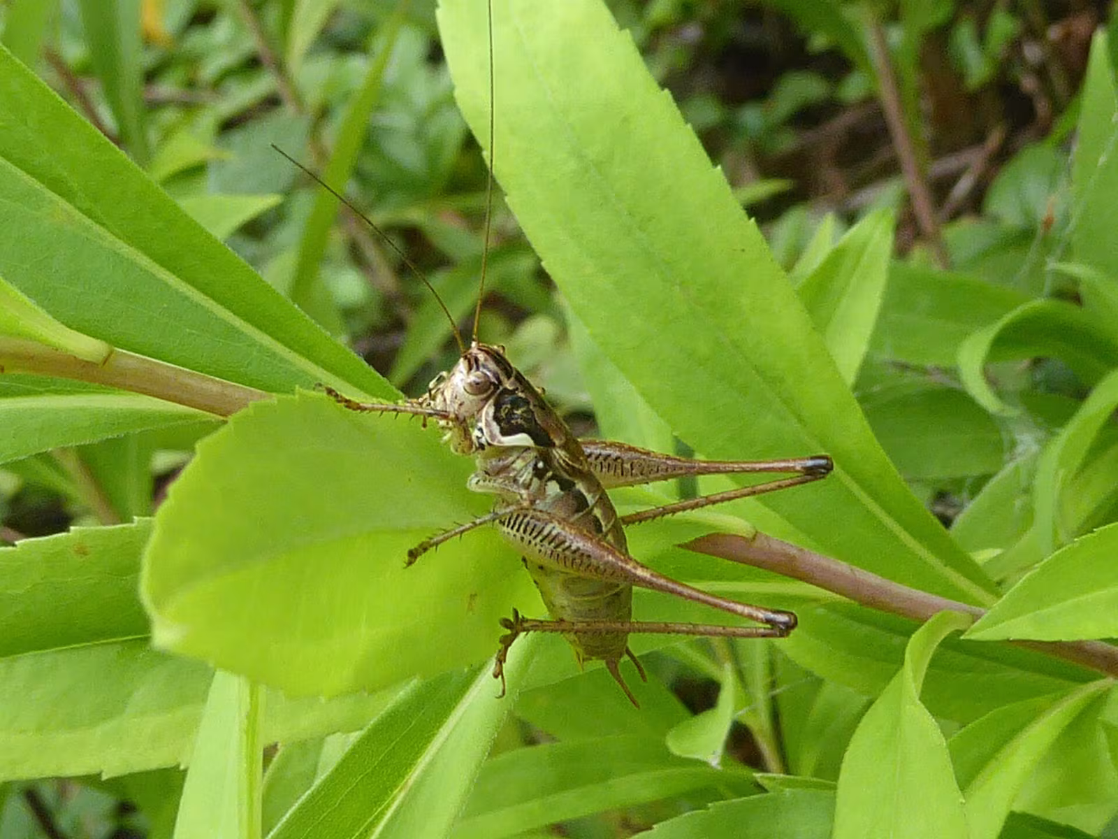 Pachytrachis striolatus