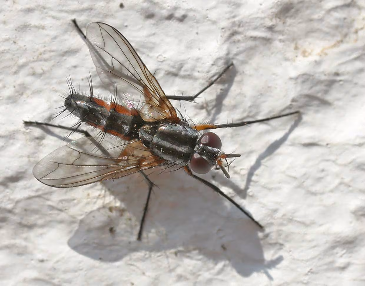 Mintho rufiventris