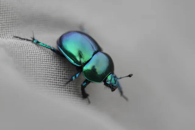 Trypocopris vernalis