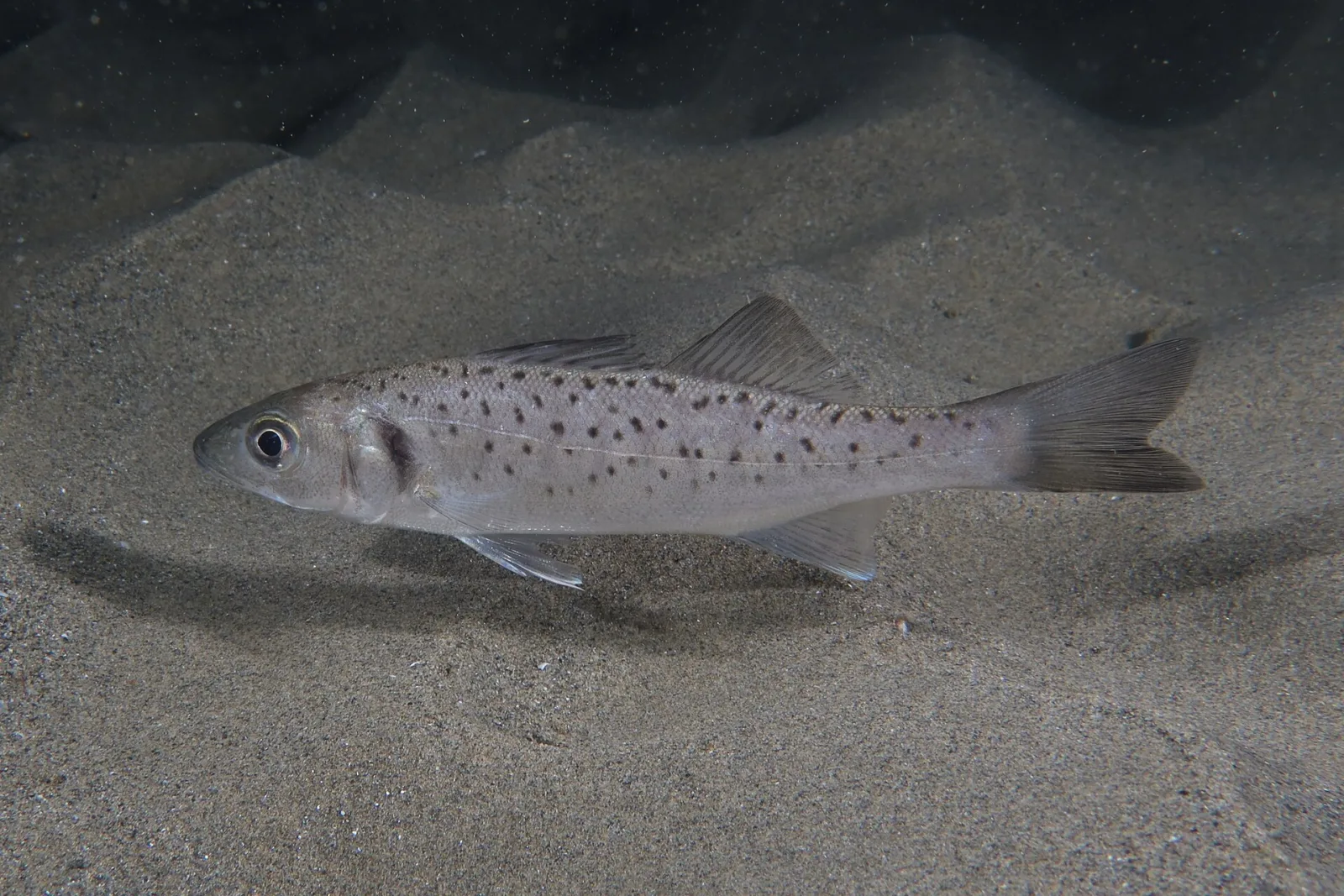 Branzino