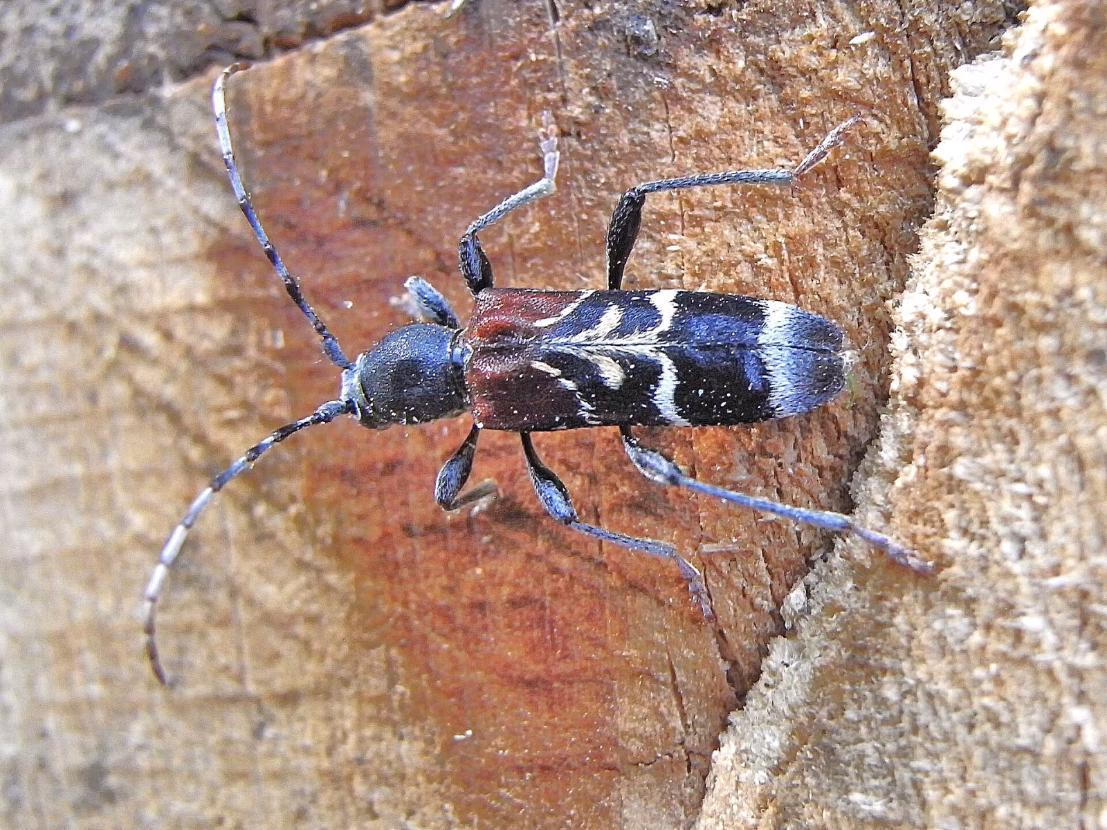Anaglyptus mysticus