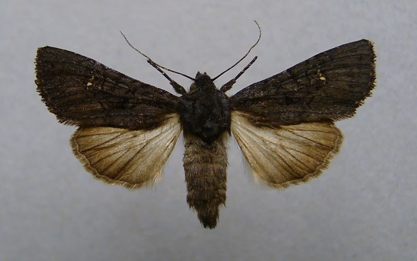 Aporophyla nigra