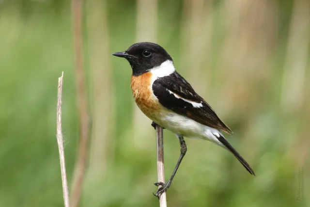 Saltimpalo siberiano