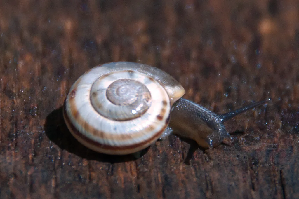Kosicia intermedia