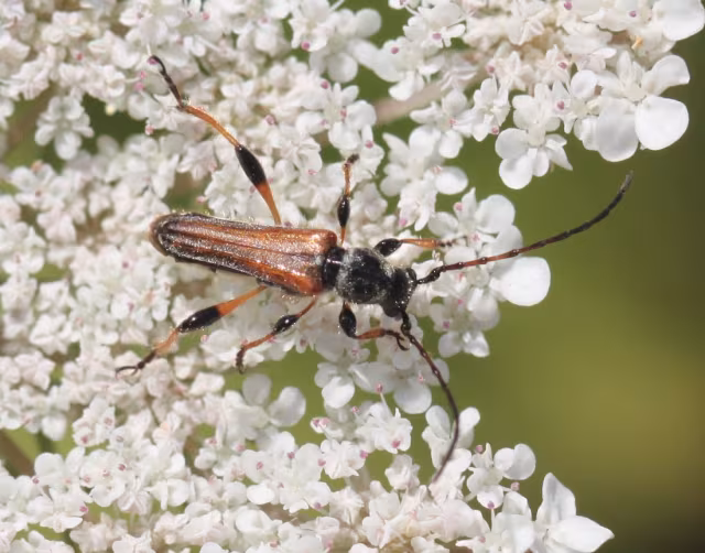 Stenopterus ater