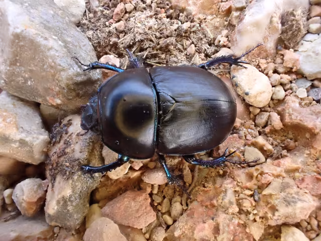 Sericotrupes niger