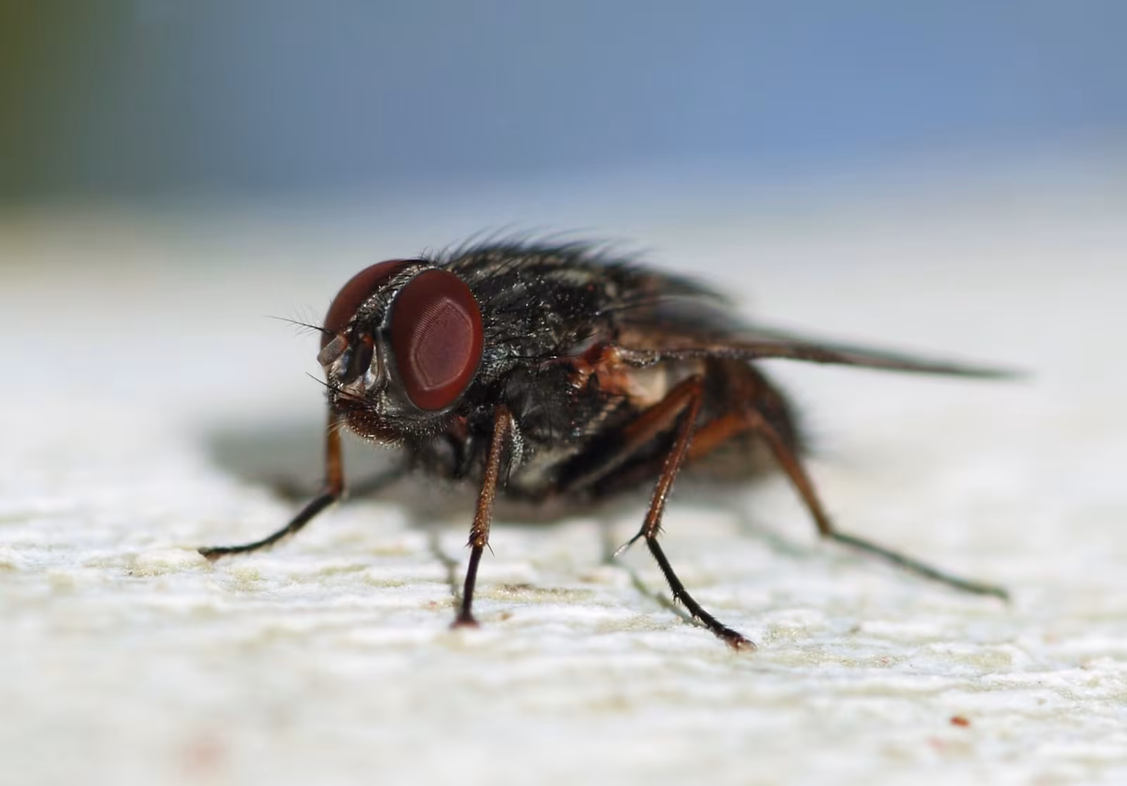 Falsa mosca delle stalle