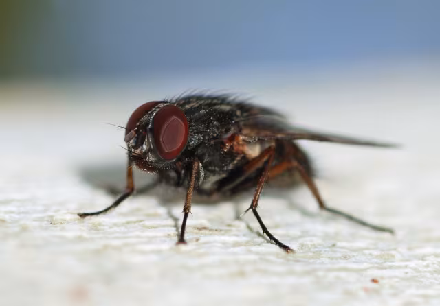 Falsa mosca delle stalle