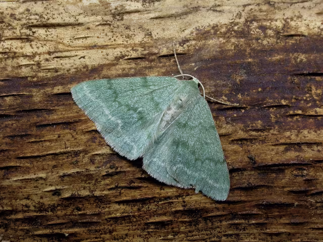 Pseudoterpna pruinata