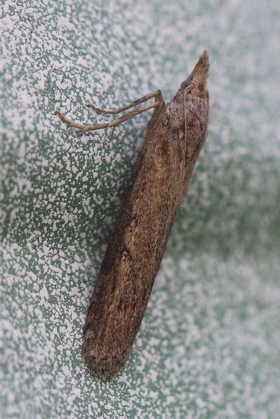 Lamoria zelleri