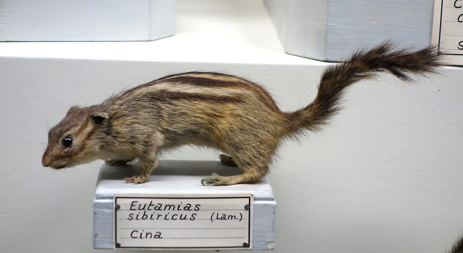 Siberian Chipmunk