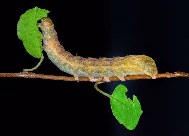 Noctua fimbriata