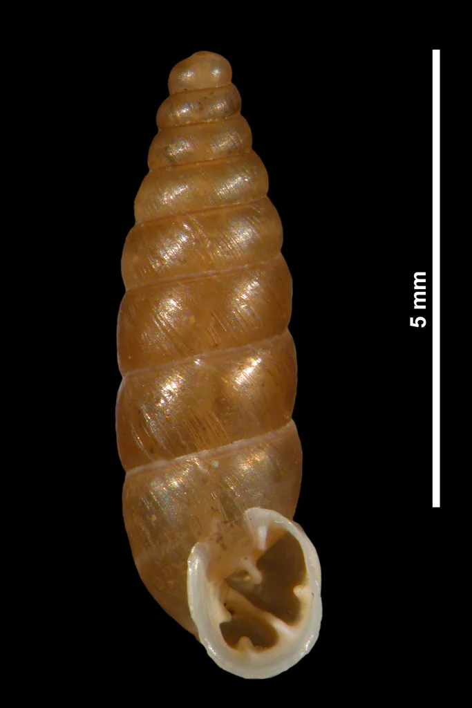 Granaria stabilei