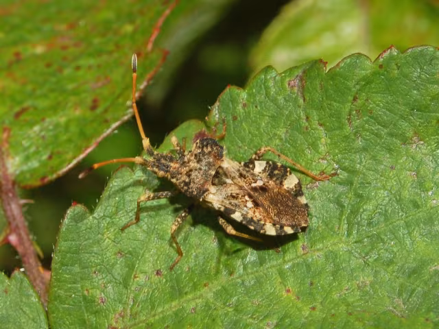 Centrocoris variegatus