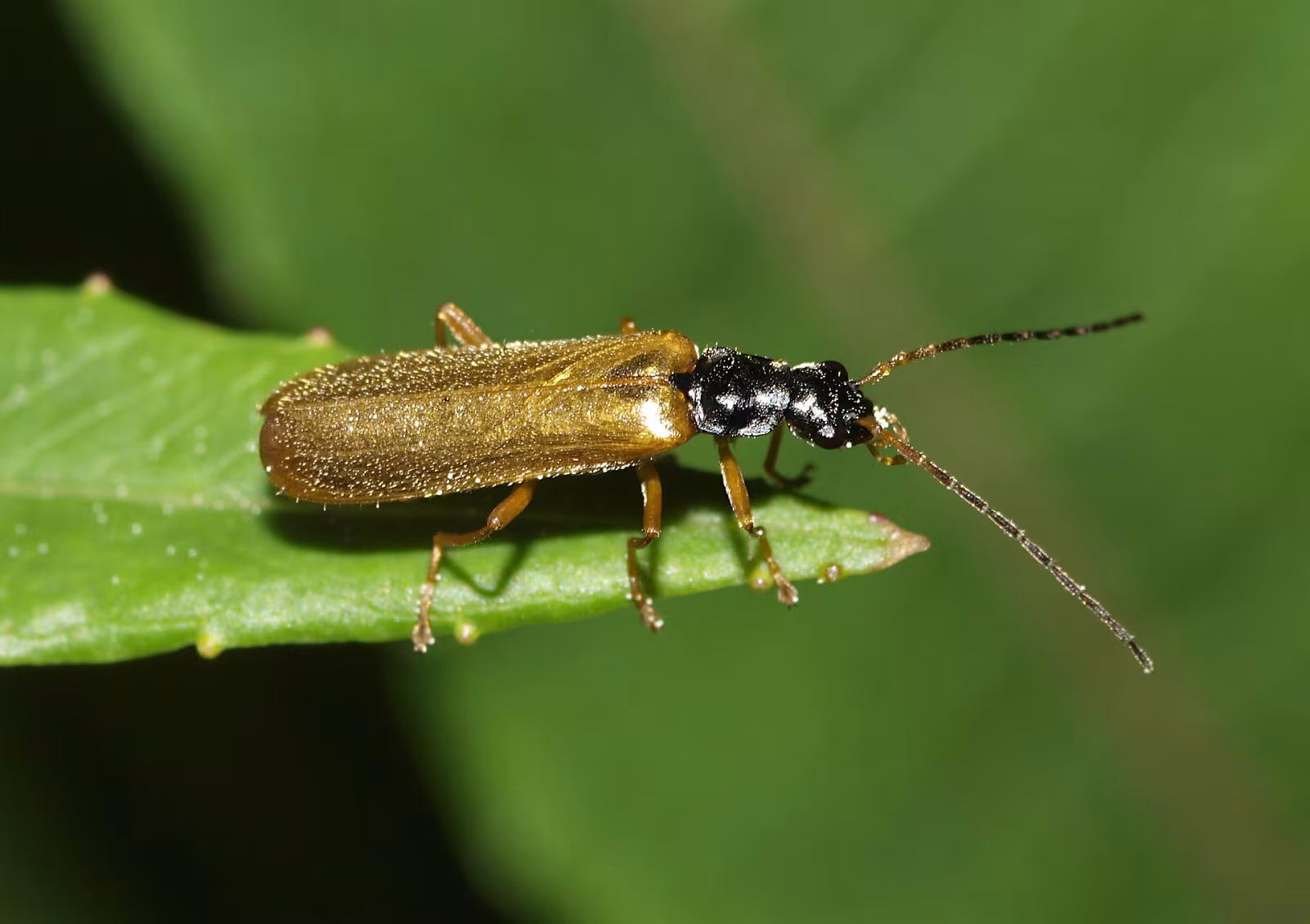 Rhagonycha lignosa
