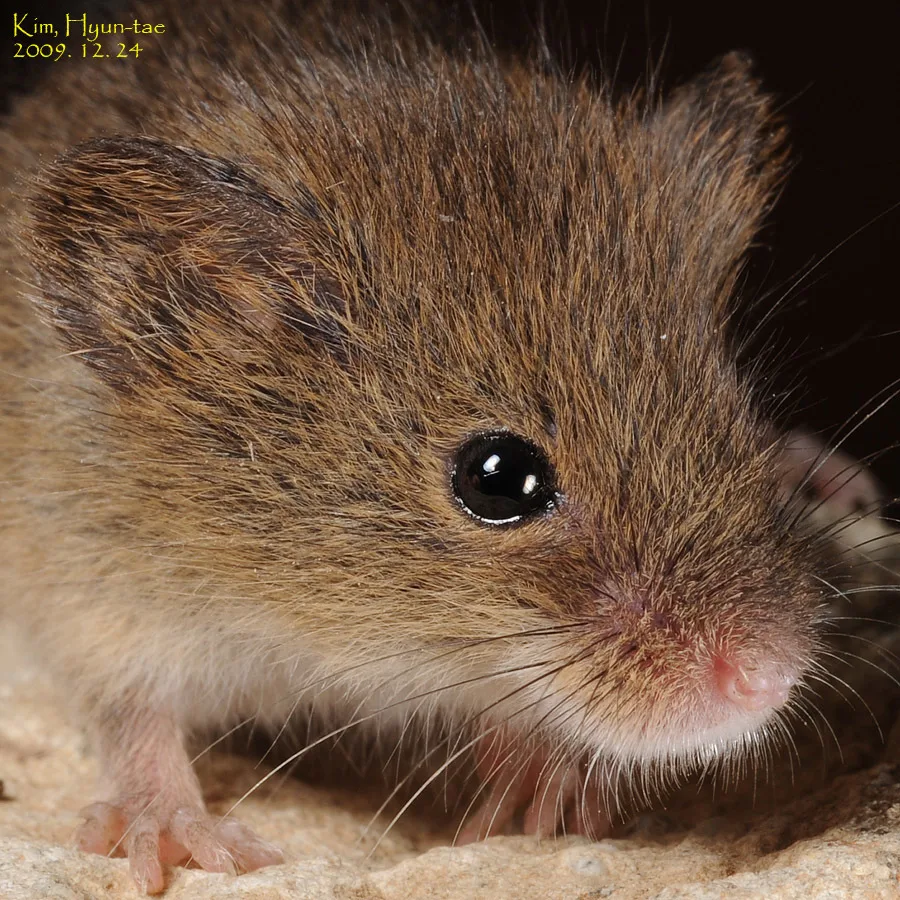 Eurasian Harvest Mouse