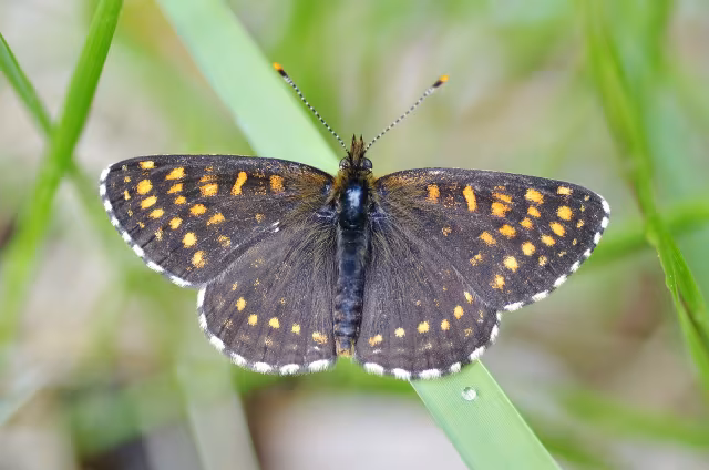 Melitaea diamina