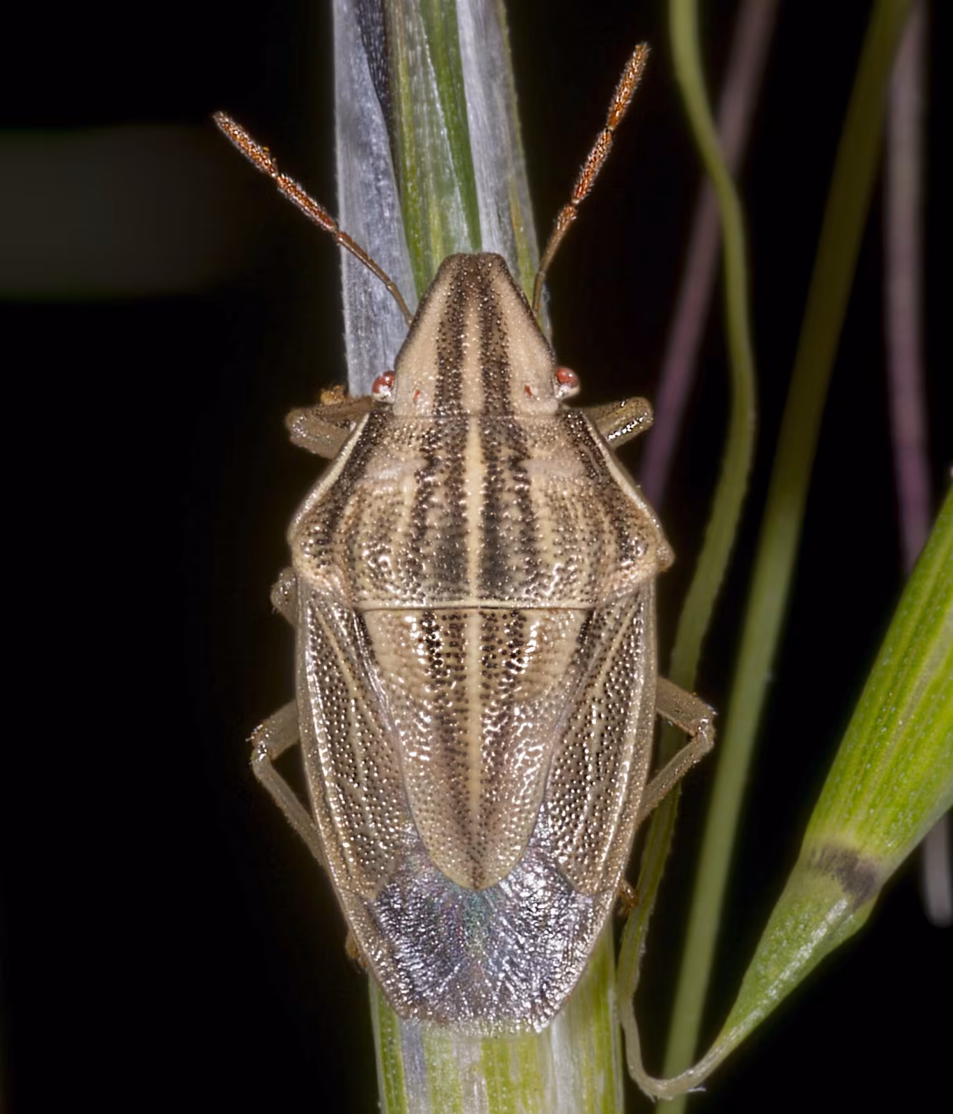 Bishop's Mitre Shield Bug