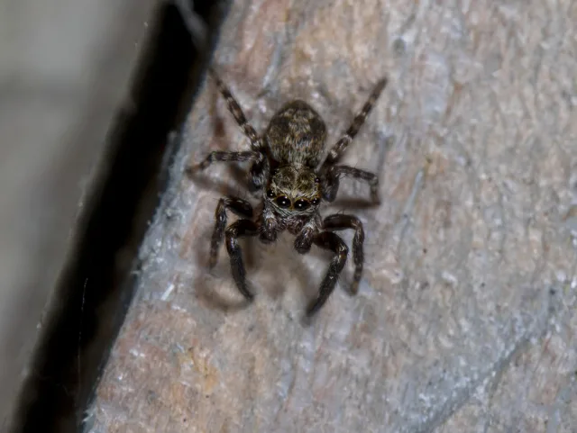 Pseudeuophrys obsoleta