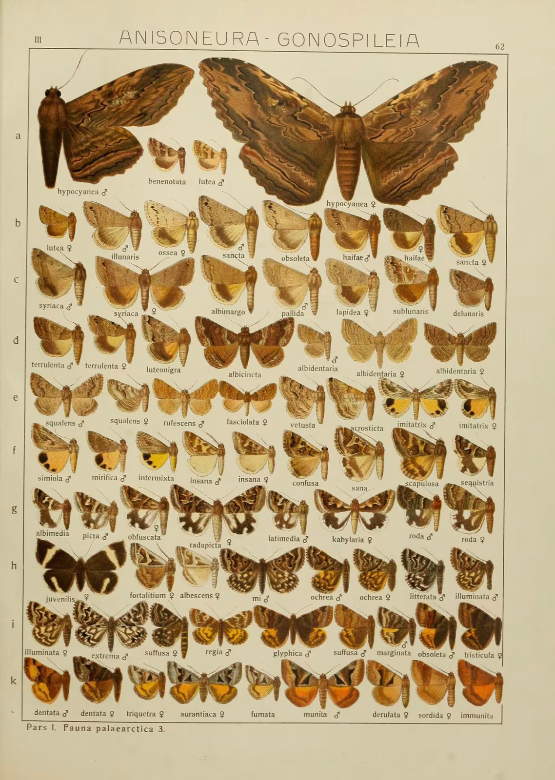 Clytie illunaris