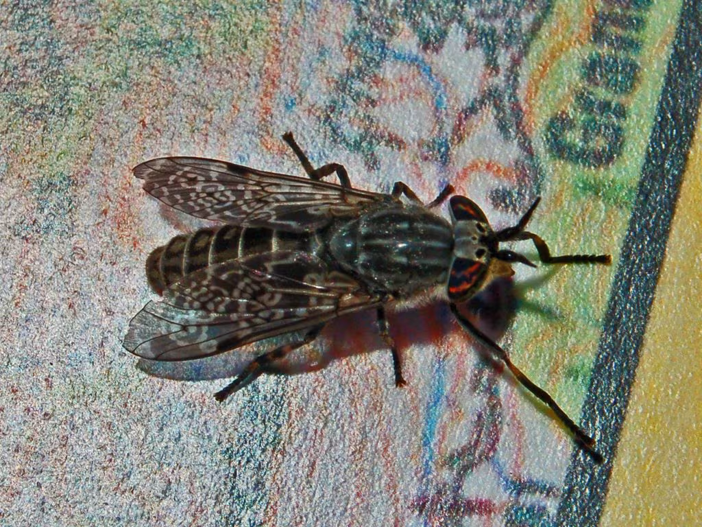Haematopota pluvialis