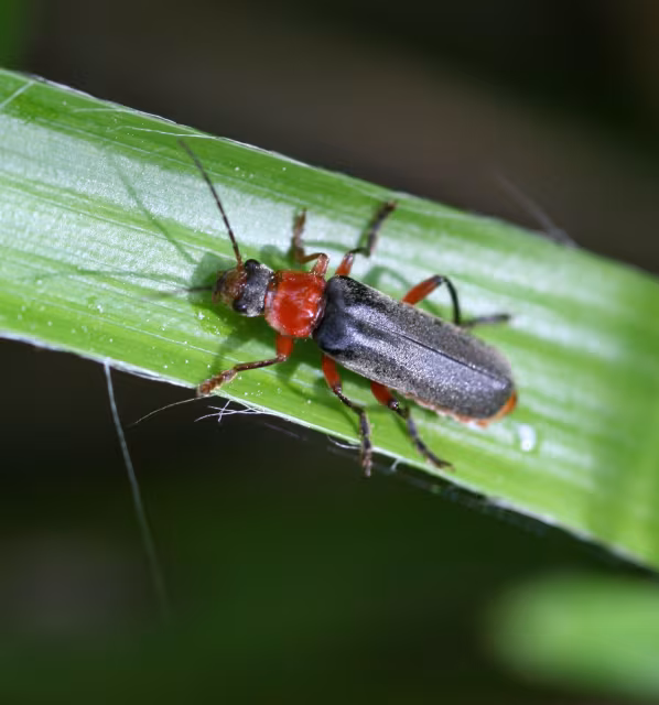Cantharis pellucida