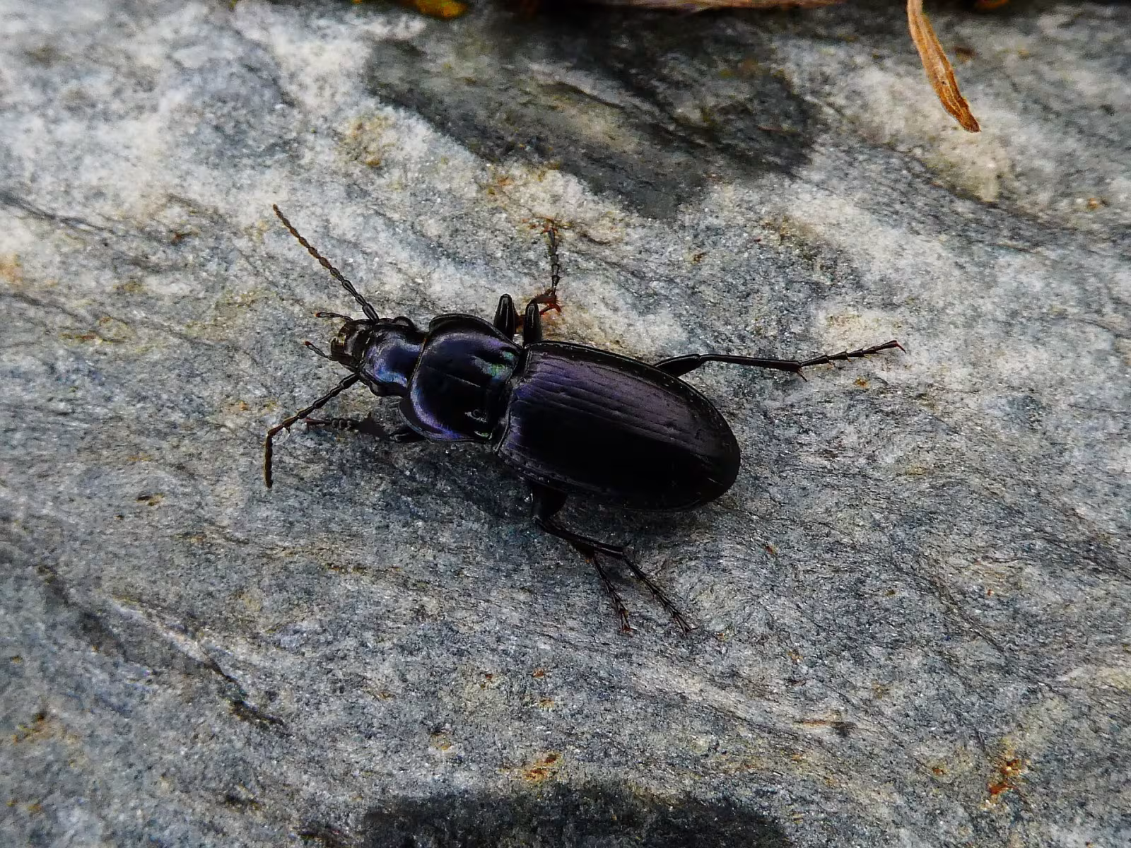Pterostichus multipunctatus
