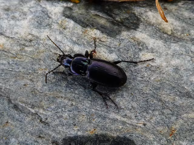 Pterostichus multipunctatus