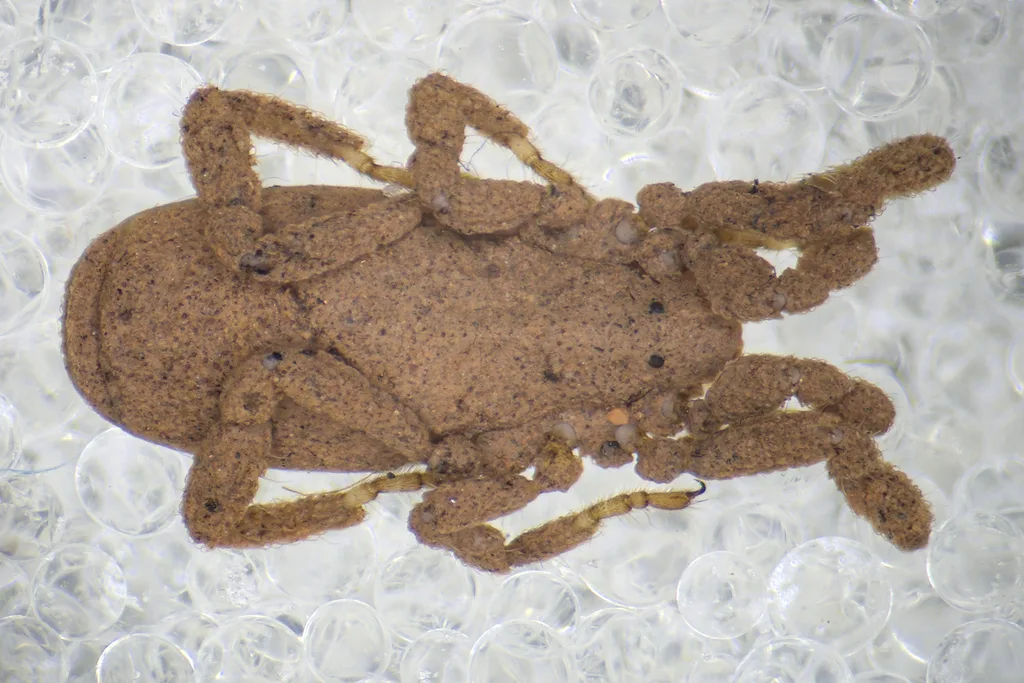 Anelasmocephalus brignolii