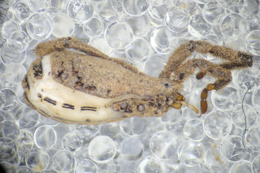 Anelasmocephalus lycosinus