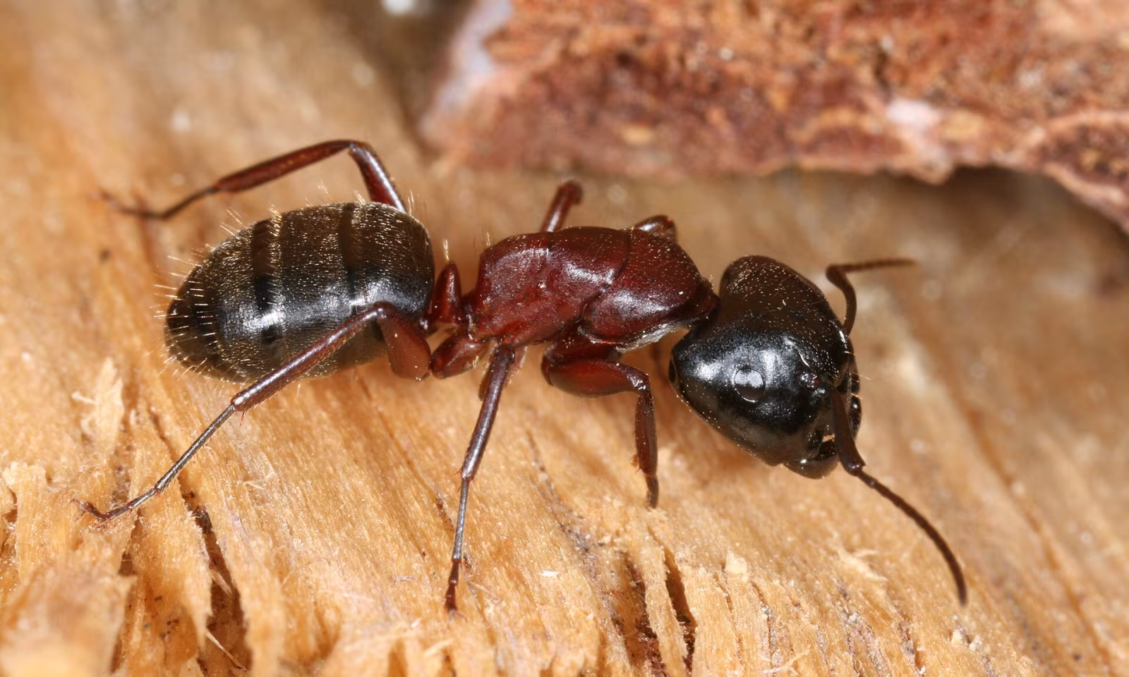 Brown-black Carpenter Ant