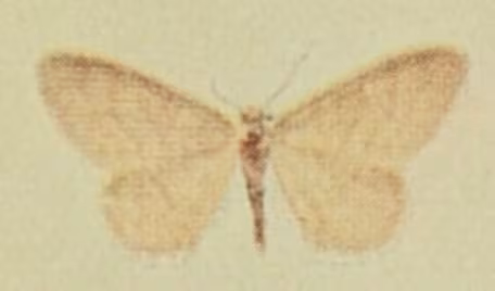 Idaea dilutaria