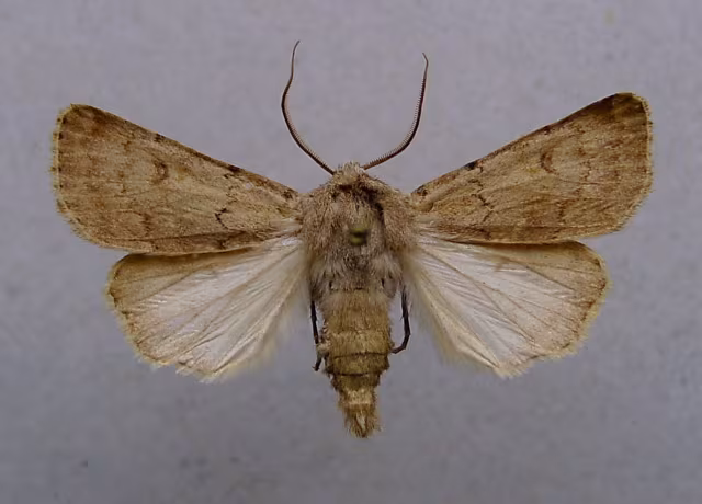 Agrotis cinerea